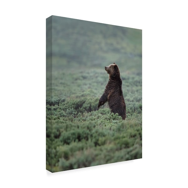 Galloimages Online 'Black Bear Cub Upright' Canvas Art,35x47